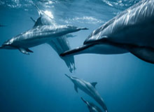 九游官网-广东队记：焦泊乔发挥出色，广东靠防守锁住比赛